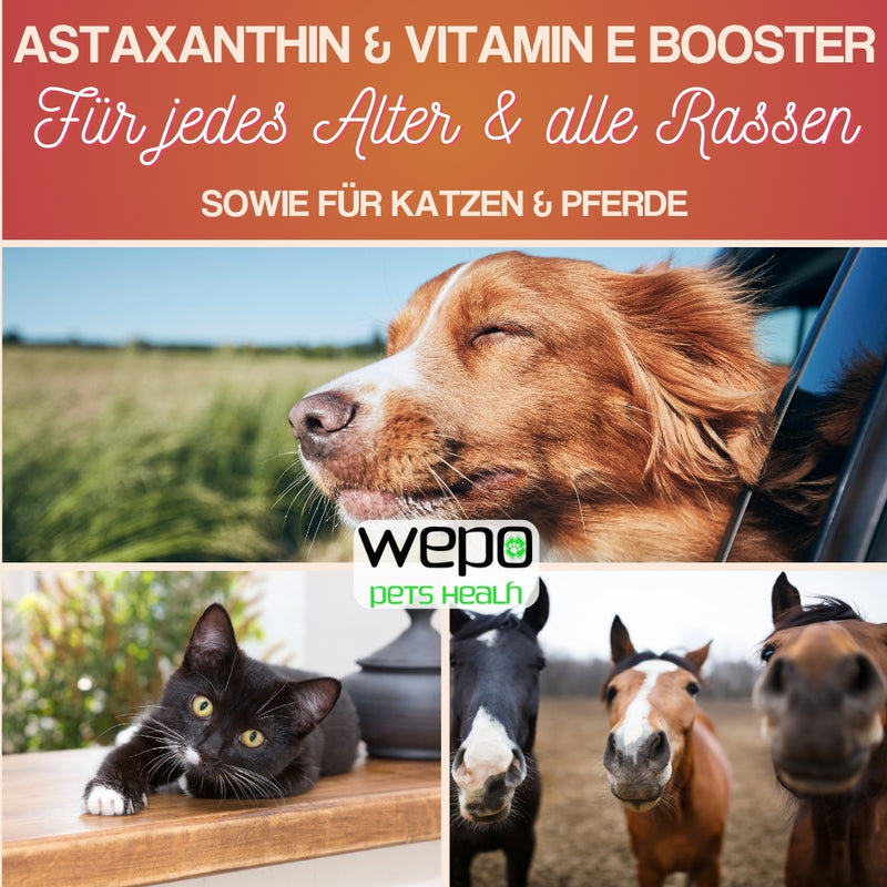 WEPO 1L Lachsöl Hunde - Fischöl - Frisch produziert!