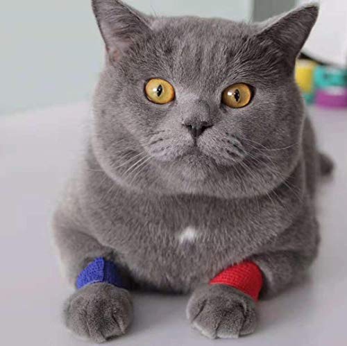 Katze mit umwickelten Pfoten mit dem LisaCare Verbandsmaterial 